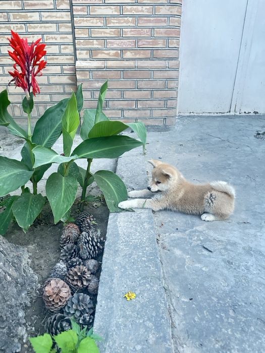 Японская Акита Ину- хатико