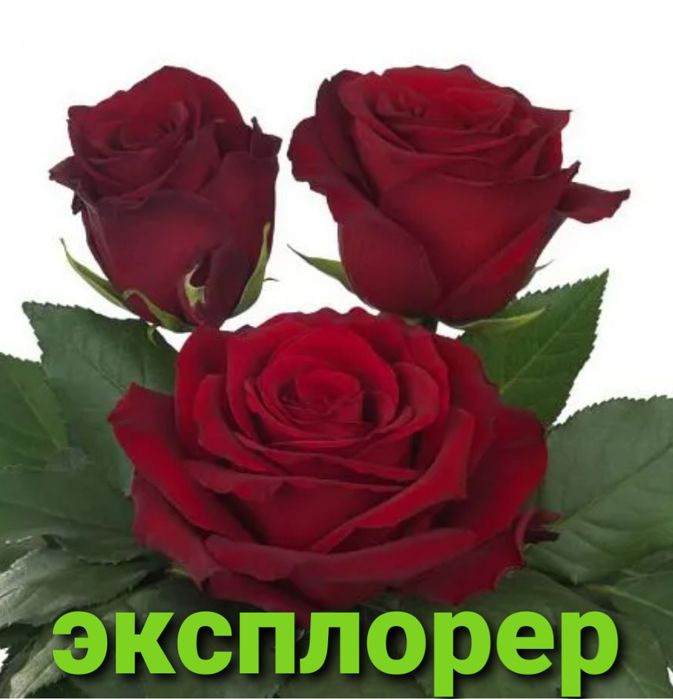 Розы укоренённые