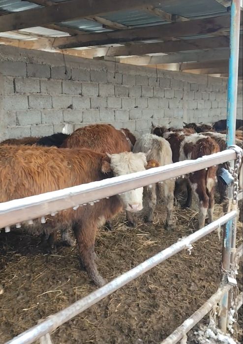 Подсос бұқалар сатылады