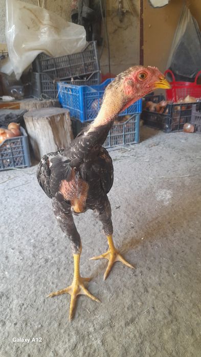 Даканг жужалар сотилади