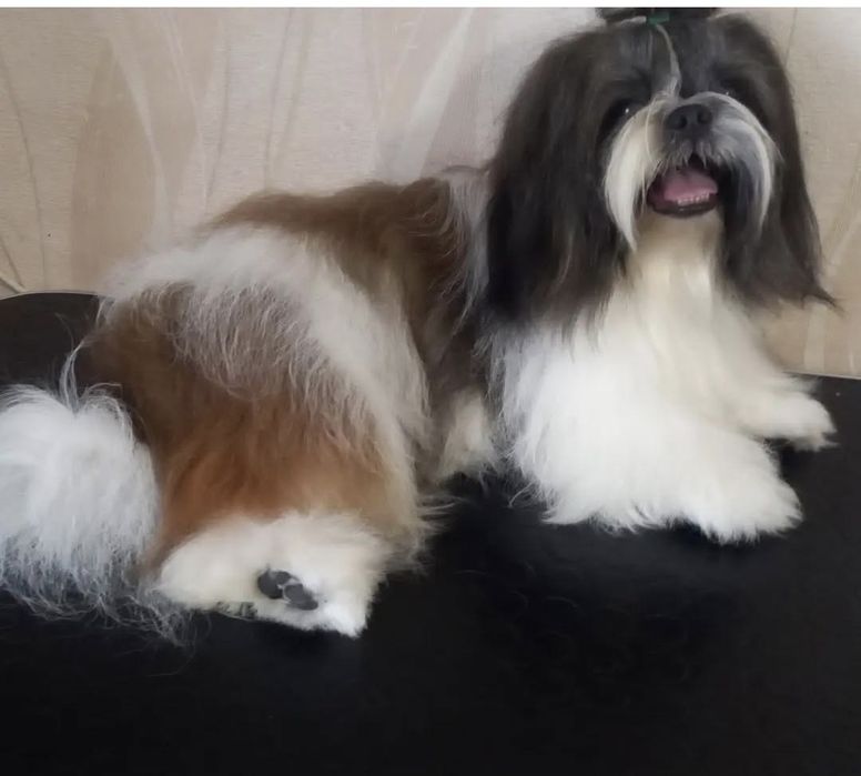 Ши-тцу  шикарный кобель