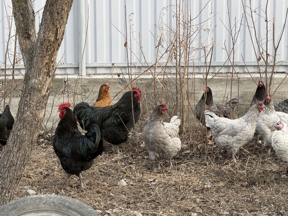 Петух джерсиский гигант