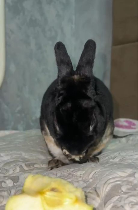 Продам  домашнего кролика