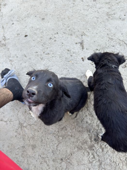 Щеночки, кушиктер бар.