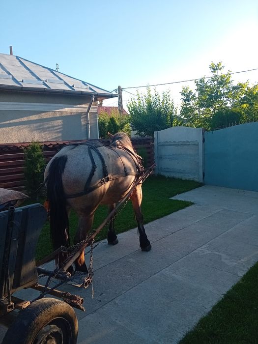 Iapă semi grea de vânzare