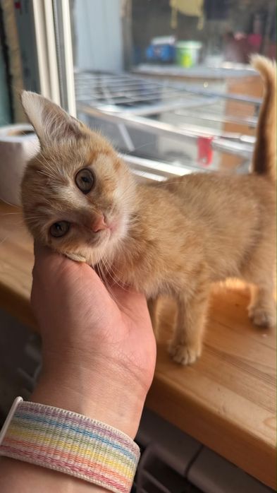 Малыши в поисках дома  *.*