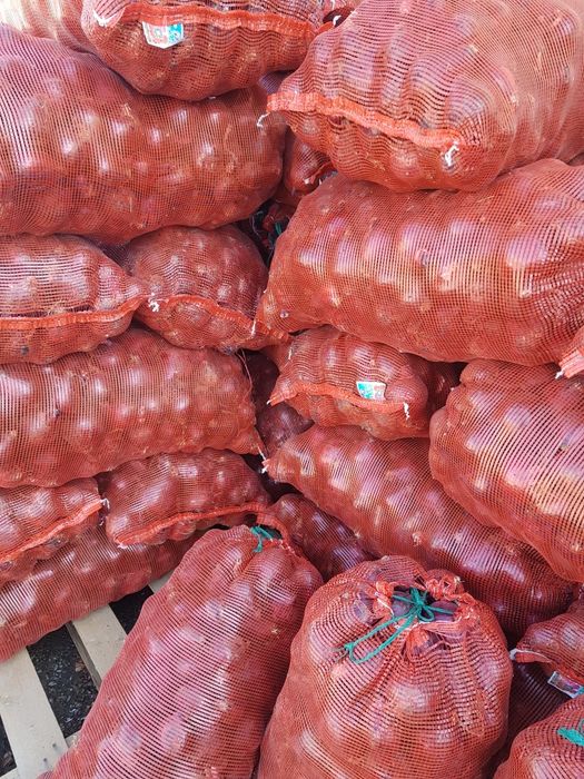 Продам красный лук