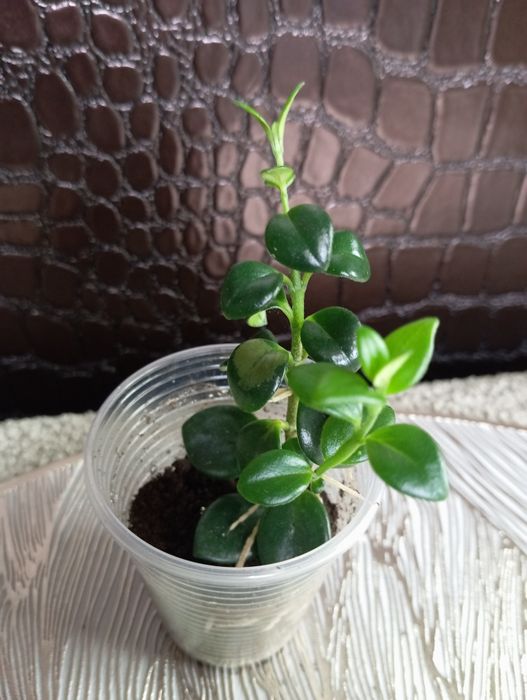 Комнатные растения