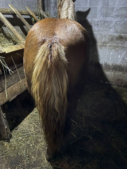 Vând mânză Blondă