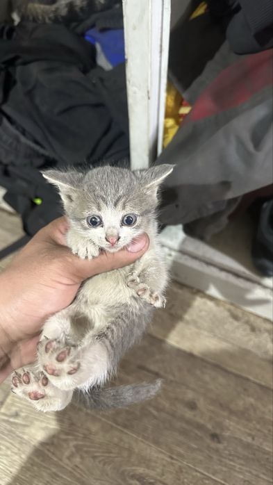 Котята бесплатно 2 месяца раздаю