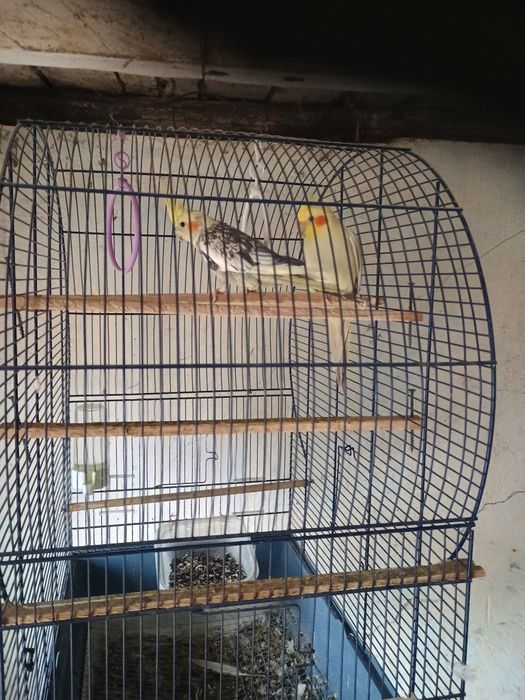 Vind familie de Nimfe