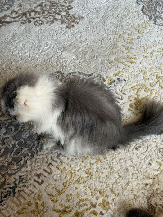 Кошка персидская мальчик