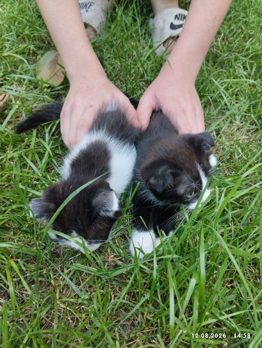 Продажа вислоухих котят