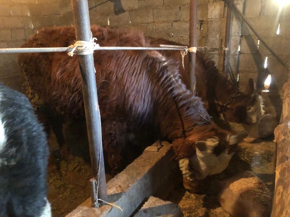 Бука сатылады   .