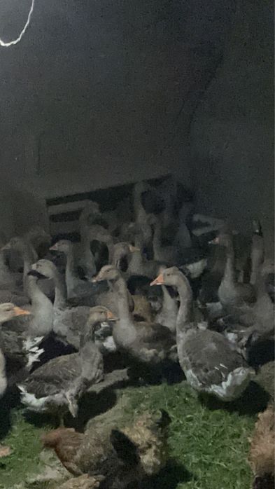 Продам курей и гусей