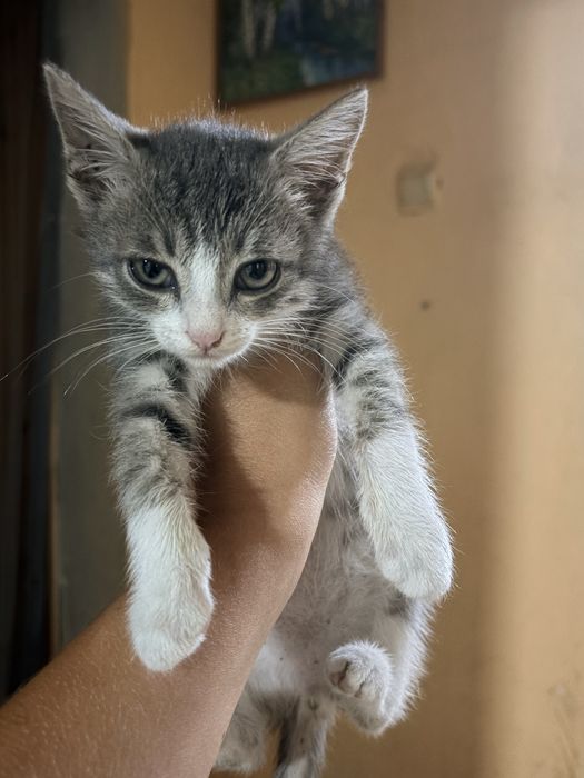 Отдам котят в добрые руки