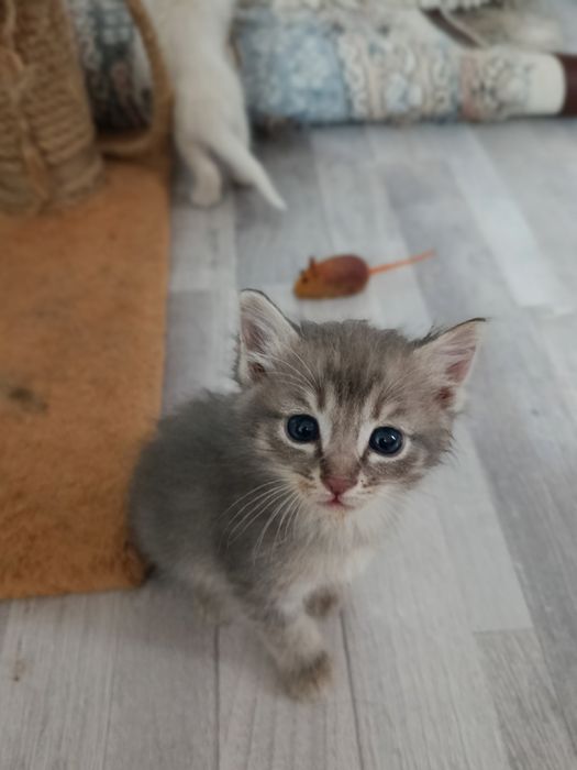 Котёнки в добрые руки