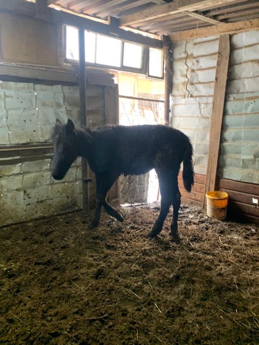 Жеребята 8 месячные