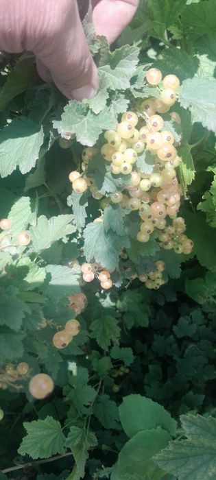 Продаётся красная и белая смородина