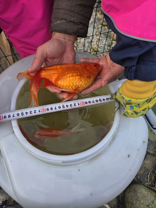 Продавам езерни златни рибки!!!