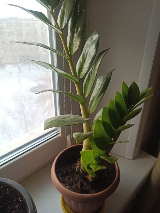 Продам комнатные цветы замиакулькас