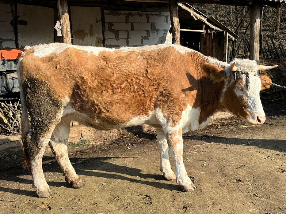 Vaca baltata austriaca