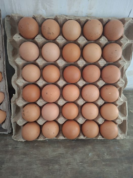 Инкубационные яйца Род Айленд