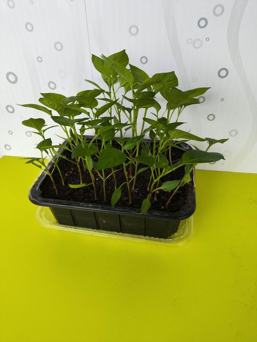 Рассада перец сладкий