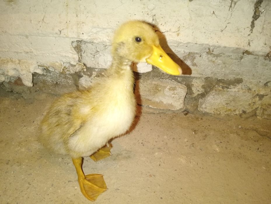 Утка сатлат жаксы каралган