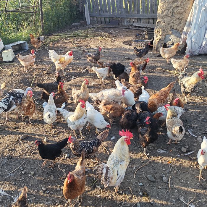 Продам кур домашних