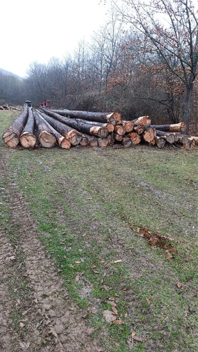 Vand lemn lucru / lemn rotund / bustean rasinos Duglas