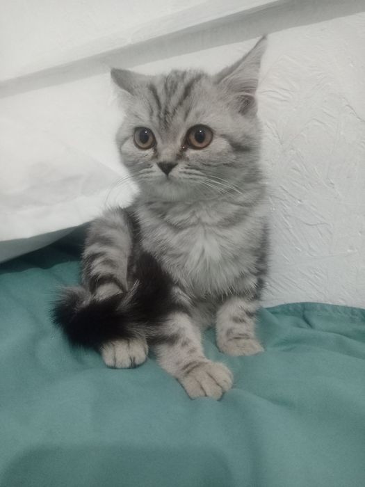 Кошка Шотландская вислоухая Scottish fold