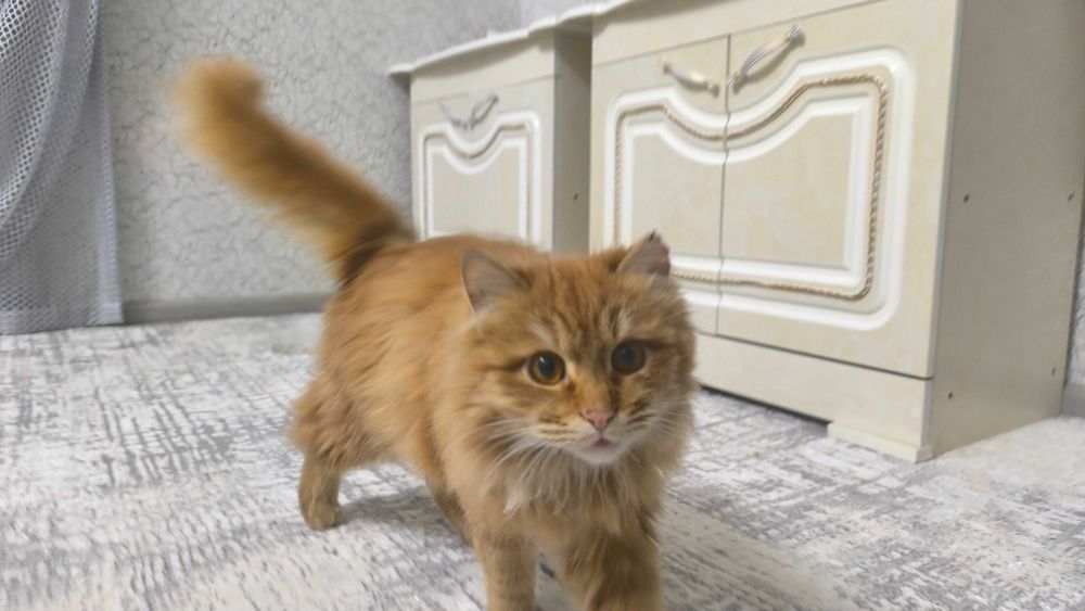 Продается Мейн кун