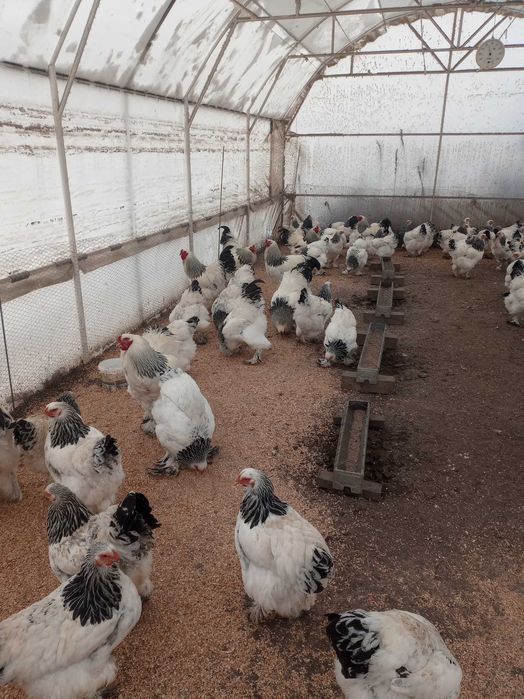 Vând găini brahma herminat deschis