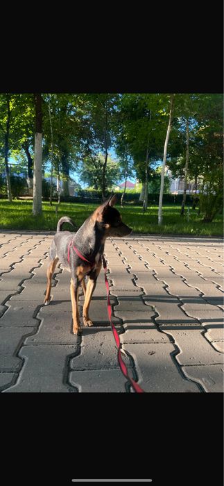 Ищем девочку той-терьера для вязки