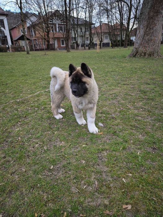 Akita American de trei luni jumate