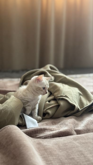 Бенгальская кошка