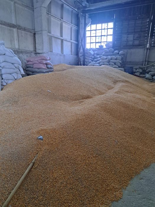 Кукуруза - дробленная и цельная.