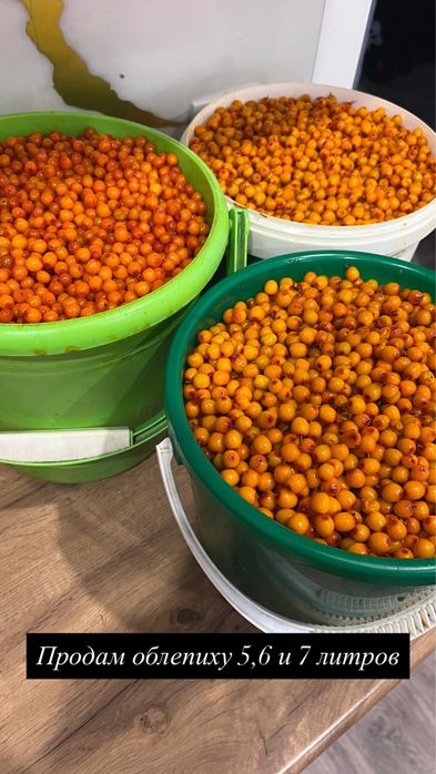 Продам свежую облепиху
