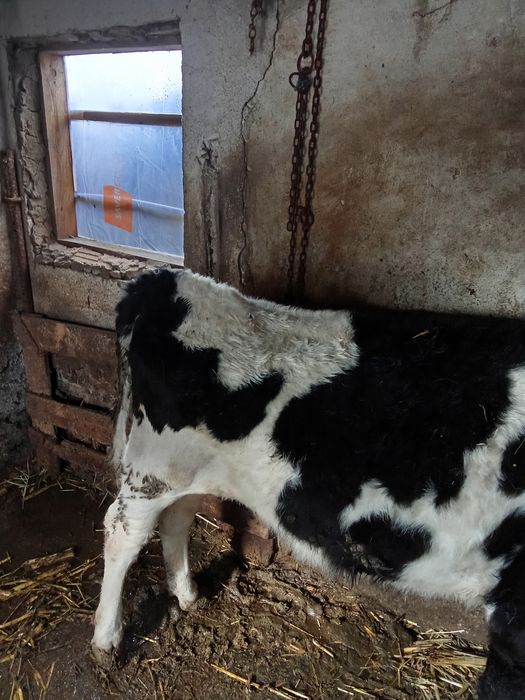 Taur și vițea de vânzare