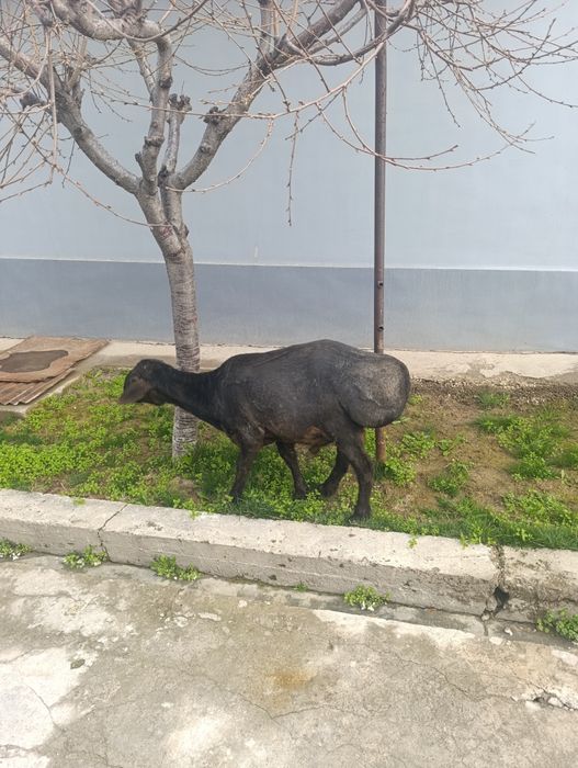 1ta qo'y qo'chqor кучкор qoldi