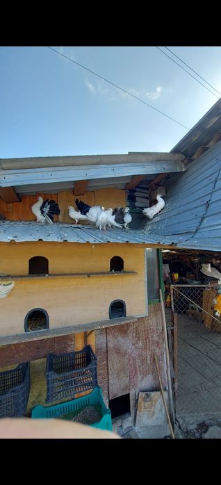 Disponibil porumbei înfoiați