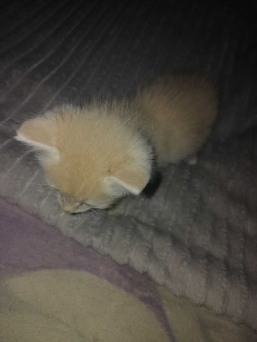 Отдам котят в добрые руки..