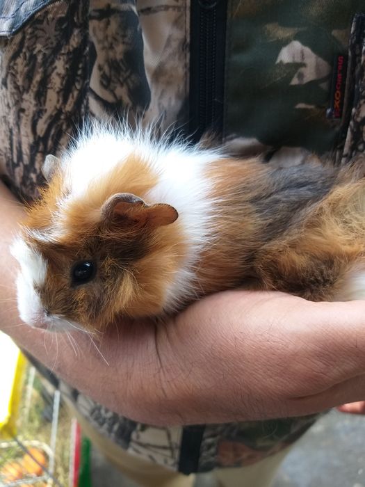 Продаются морские свинки