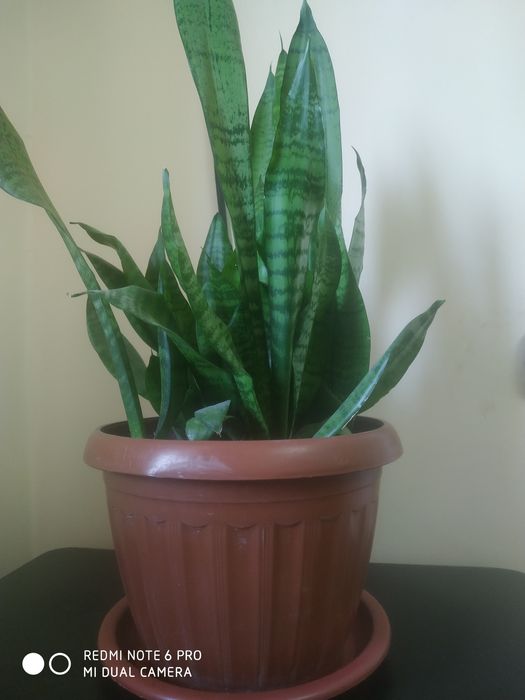 Сансевьера сотилади..