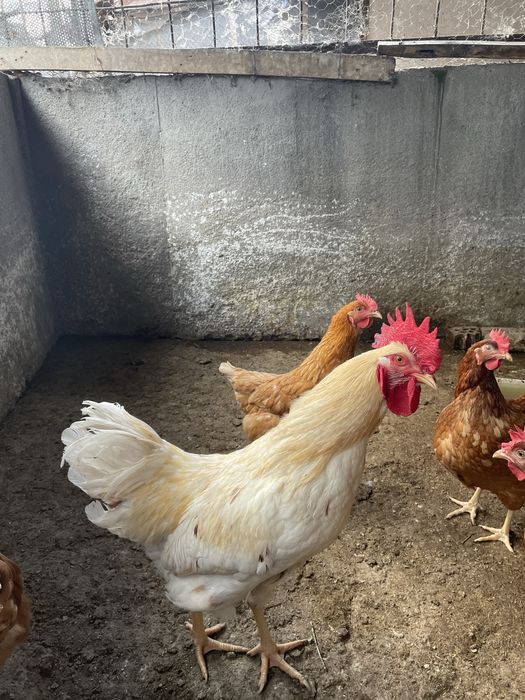 Петли за продажба