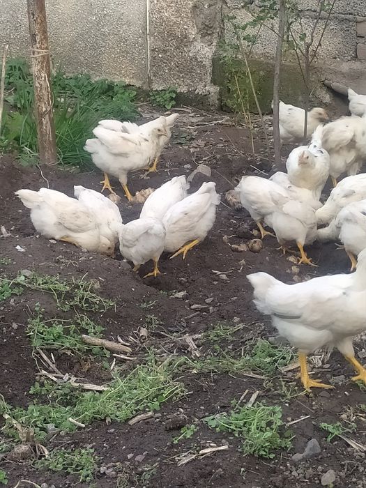 2 oyli tuxum qoyadigan jojalar