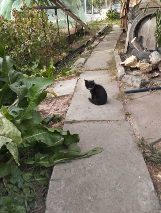 Отдам котенка в добрые руки