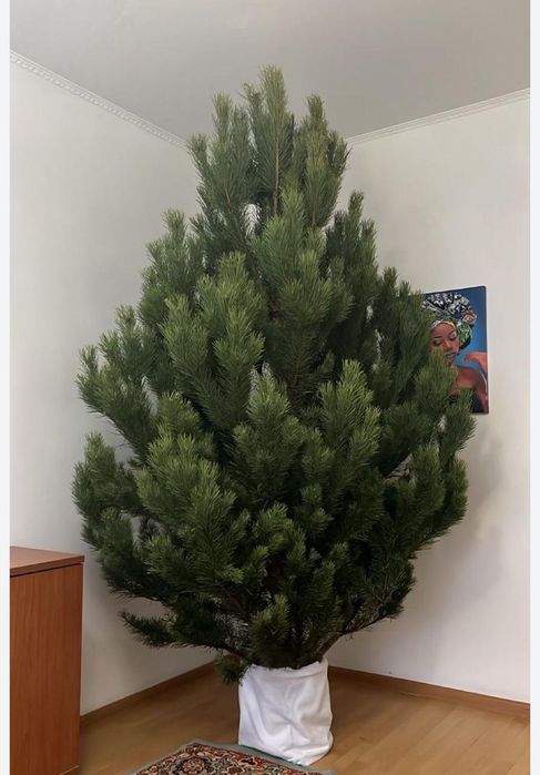 Живая ёлка , новогодняя сосна , ель