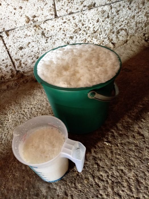 Vând vacă buna de lapte